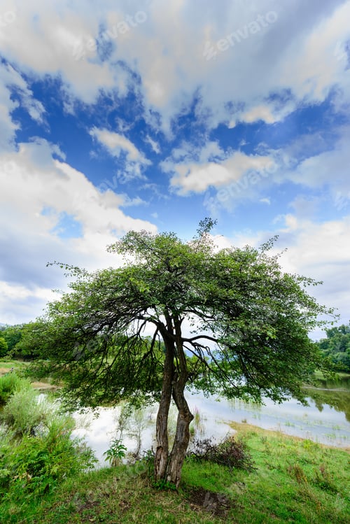 Preview: Beautiful Landscape With Lake And Alone Tree, Armenia