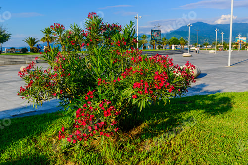 Preview: Nerium Oleander In Bloom, Batumi