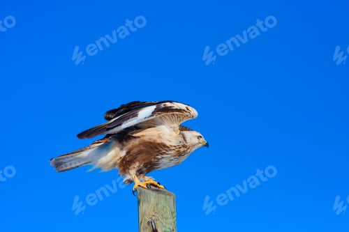 Preview: Wild Bird. Blue Sky Background.