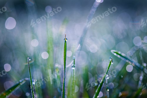 Preview: Blurry Morning Grass Macro. Green Grass With Dew Droplets In Big Close Up.