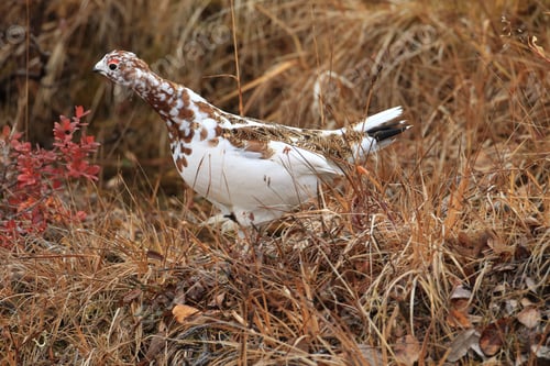 Preview: Willow Ptarmigan Alaska