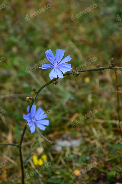 Preview: Common Chicory (Cichorium Intybus) In Natural Habbitat, Armenia