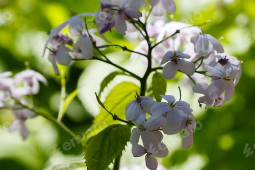 Preview: Perennial Honesty Or Lunaria Rediviva Flowers In Spring Garden