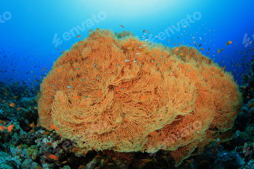Preview: Gorgonian Fan Coral