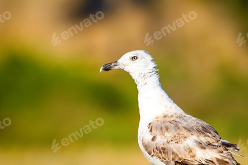 Preview: Cute Bird Seagull. Blue, Yellow, Green Nature Background. Yellow Legged Gull / Larus Michahellis
