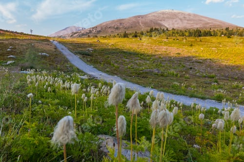 Preview: Flowers In Sunshine Meadows