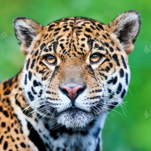 Preview: Jaguar - Panthera Onca