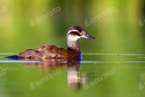 Preview: Swimming Duck. Colorful Lake Habitat Background. Bird: White Headed Duck. Oxyura Leucocephala.
