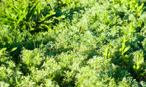 Preview: Spring Blooming Field - Bright Green Plants, Grass And Wildflowers With Young Foliage On A Bright