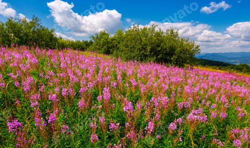 Preview: Fire Weed Meadow In Mountains. Beautiful Purple Flowers On Hillside. Wonderful Summer Weather With