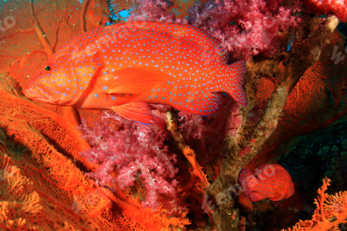 Preview: Coral Grouper Fish