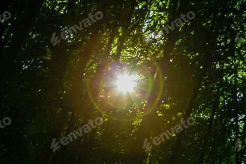 Preview: Sun Glare In A Bamboo Grove