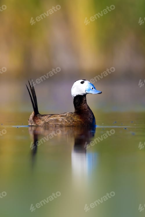 Preview: Swimming Duck. Colorful Lake Background. Bird: White Headed Duck. Oxyura Leucocephala.