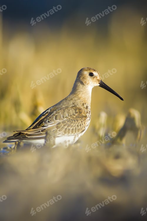 Preview: Cute Water Bird. Dry Lake Background