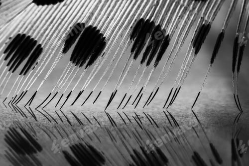 Preview: Guinea Hen Feather With Light Grey Background