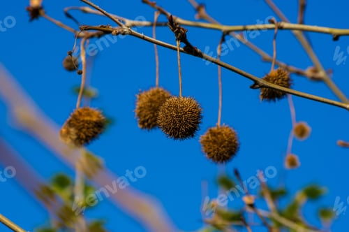 Preview: Fruits On The Branches Of A Plane Tree Or Platanus In The Park, Early Spring On A Warm Sunny Day