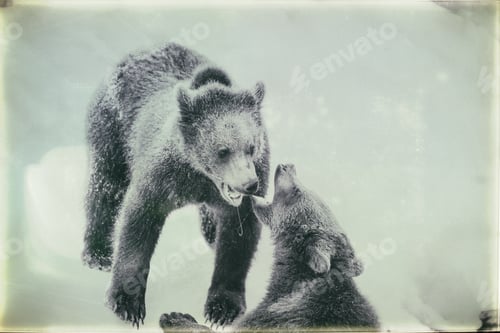 Preview: Brown Bears (Ursus Arctos) In Lake Clark National Park, Alaska, Usa