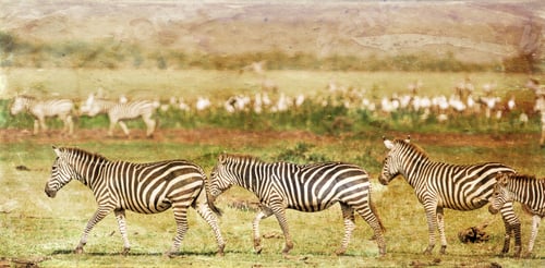 Preview: Vanishing Africa: Vintage Style Image Of Zebras In The Lake Manyara National Park, Tanzania