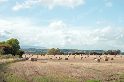 Preview: Bales Of Straw In A Summertime Field.