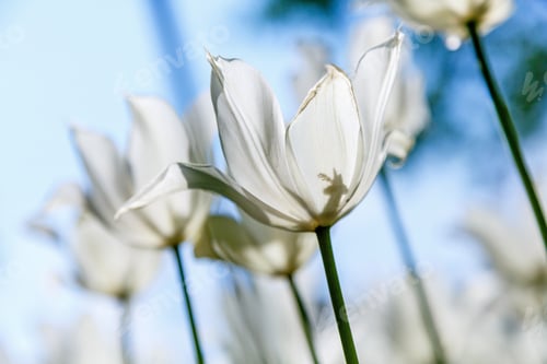 Preview: White Blooming Tulips In The Spring Garden