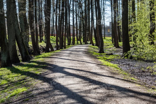 Preview: Forest Road With Sun Rays And Shadows In The Morning In The Countryside