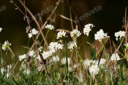 Preview: Beautiful Forest Flowers