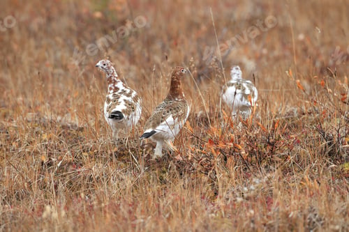 Preview: Willow Ptarmigan Alaska