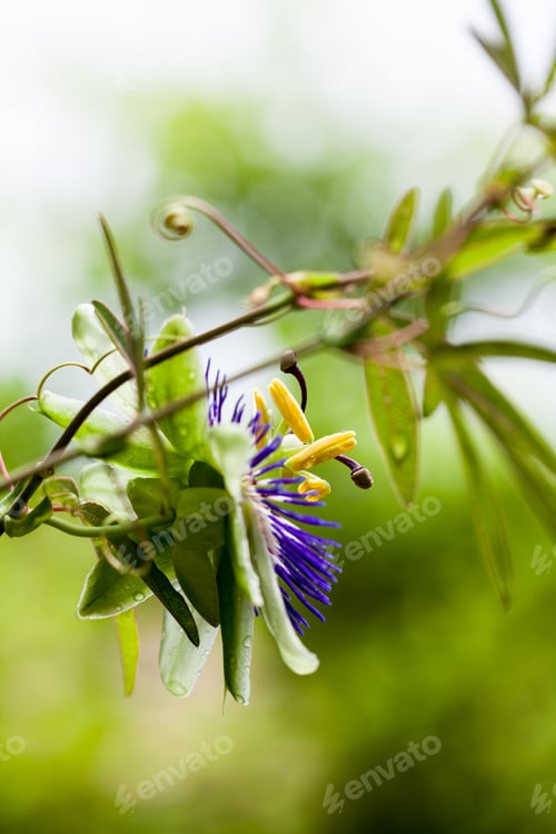 Preview: Passion Flower (Passiflora Incarnata) With Details
