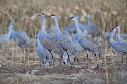 Preview: Sandhill Crane, New Mexico Usa