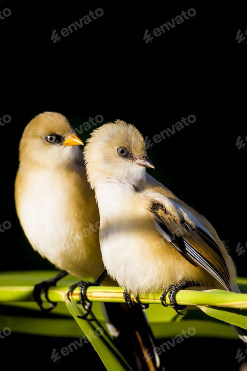 Preview: Cute Birds. Green And Black Background. Bearded Reedling / Panurus Biarmicus