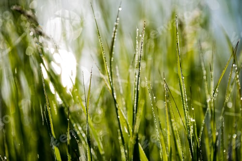 Preview: Spring First Fresh Green Grass In The Sunshine With A Drop Of Dew. Abstract Natural Background