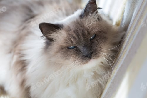 Preview: Beautiful Neva Masquerade Cat Portrait. Adult Purebred Siberian Cat.