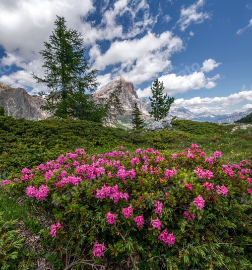 Preview: Flowers Under Dolomites Mountains