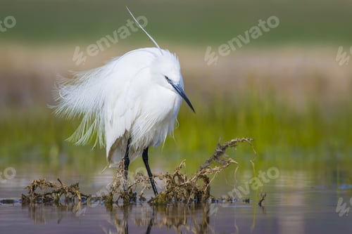 Preview: Beautiful White Heron. Colorful Water Habitat Background. Bird: Little Egret Egretta Garzetta.
