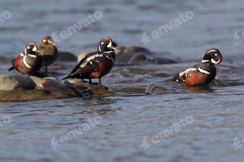 Preview: Harlequin Duck Iceland