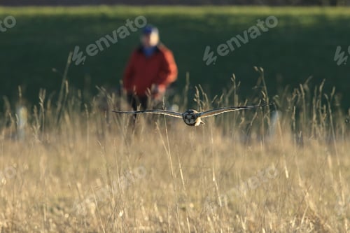 Preview: Short-Eared Owl (Asio Flammeus) Cuxhaven Germany