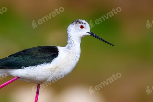 Preview: Common Water Bird Portrait. Colorful Natural Background. Bird: Black Winged Stilt. Himantopus