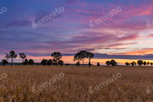 Preview: Summer Sunset Over Wheat Field. Beautiful Sunset Sky Over Countryside.