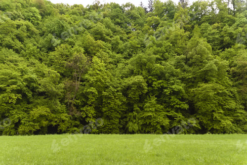 Preview: On The Hiking Trail Eifelsteig In The Eifel, Germany