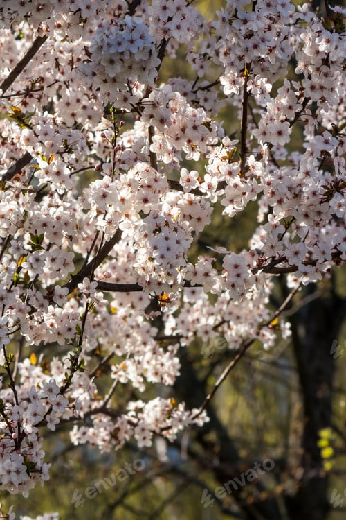 Preview: Branch With Flowers Of Apple Tree On A Blurred Background Of Garden