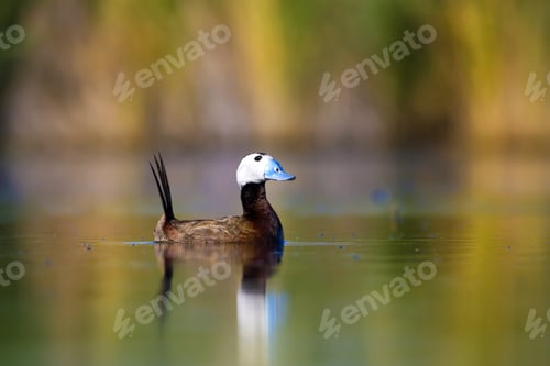 Preview: Swimming Duck. Cute Animals. Colorful Nature Background. Duck: White Headed Duck. Oxyura