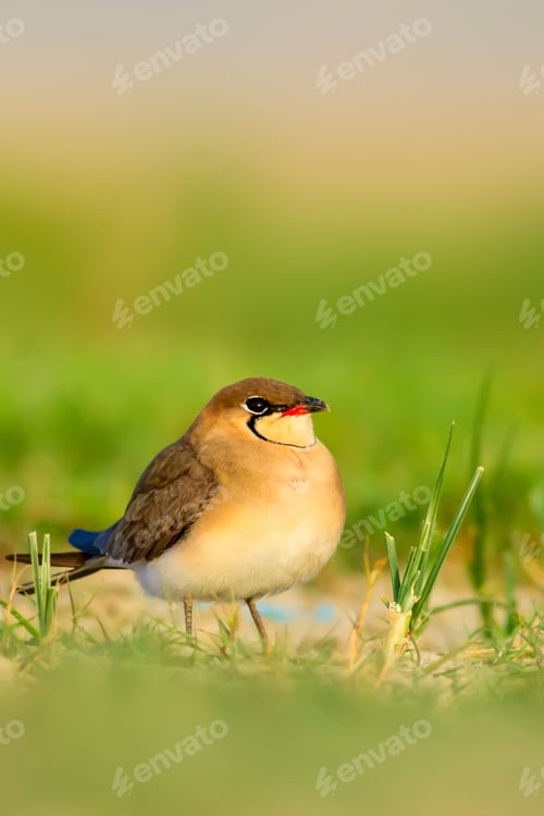 Preview: Cute Bird. Collared Pratincole. Glareola Pratincola