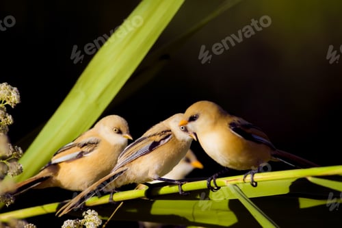 Preview: Cute Birds. Black Nature Background. Bearded Reedling / Panurus Biarmicus