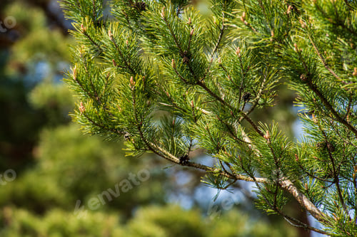 Preview: Tree Branches And Leaves On Blur Background. Abstract Texture In Nature