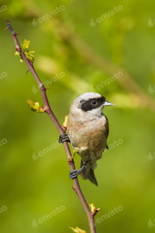 Preview: Cute Little Bird Penduline Tit. Green Nature Background. Bird: Eurasian Penduline Tit. Remiz