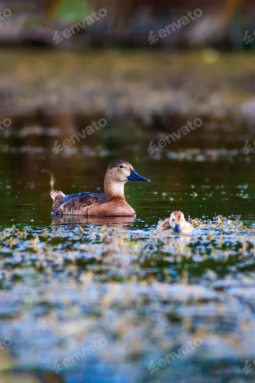 Preview: Duck Family. Nature Background.