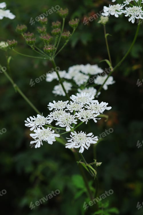 Preview: Cow Parsley (Anthriscus Sylvestris)
