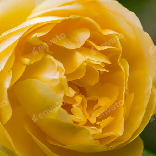 Preview: Beautiful Yellow Roses On A Natural Background. Growing Roses In The Garden. Yellow Rose Flowers On