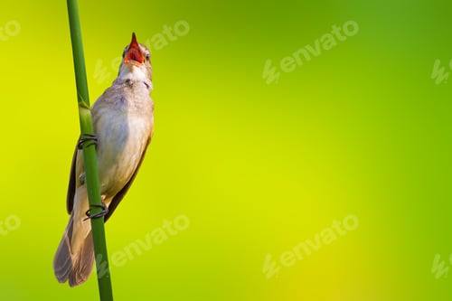 Vorschau: Singender Vogel. Grüner Naturhintergrund. Vogel: Rohrsänger. Akrozephalus Arundinaceus.