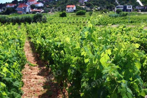 Preview: Vineyard In Europe. Korcula Island Vineyard. Croatia Wine Making Region. Town Of Lumbarda.